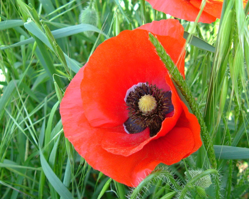 Papaver rhoeas/Papavero comune